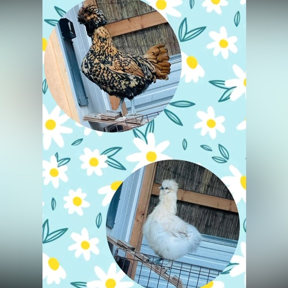 Meet your Posher, Mariah - Picture 12 of 12